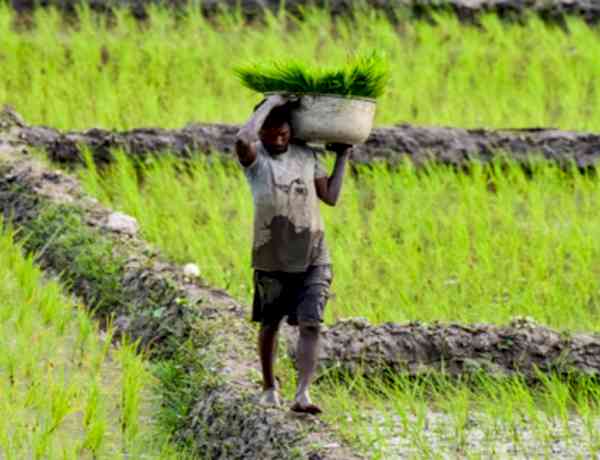 Diversification no longer choice but necessity for future of Punjab's farming: Report