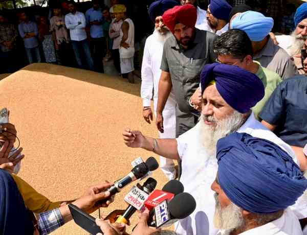 CM responsible for not securing relaxation in moisture norms of wheat due to which farmers are suffering - Sukhbir S Badal
