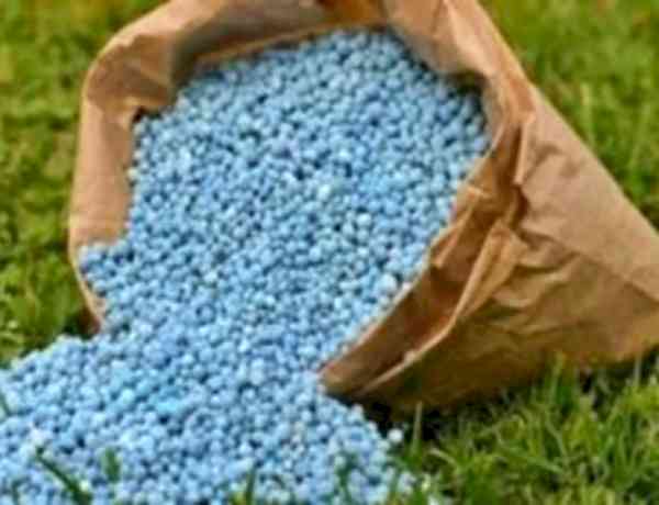 Ample stocks to ensure no shortage of urea in Punjab, says Centre
