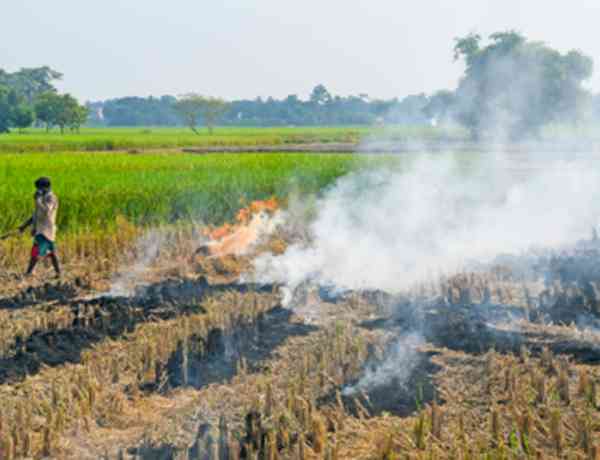 Punjab records 84 stubble-burning fires; Amritsar accounts for 49 incidents
