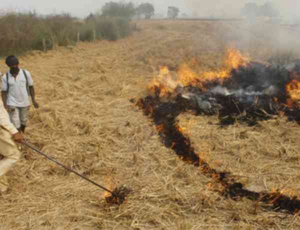 Punjab reports 510 stubble burning incidents; fines imposed in 184 cases