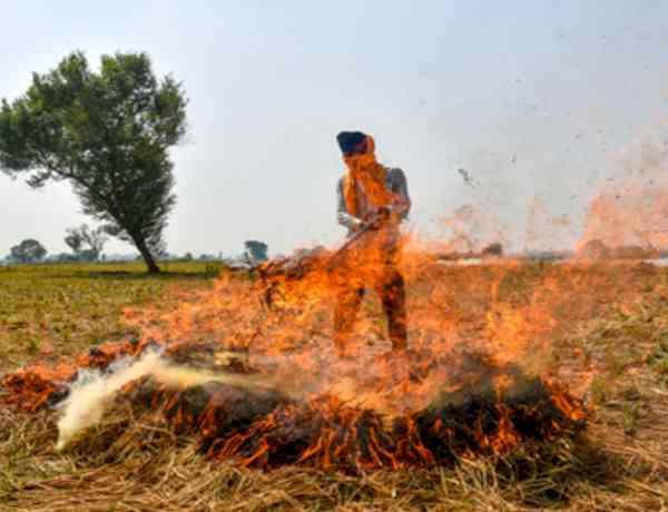 Punjab reports over 700 stubble burning incidents; 24 FIRs registered