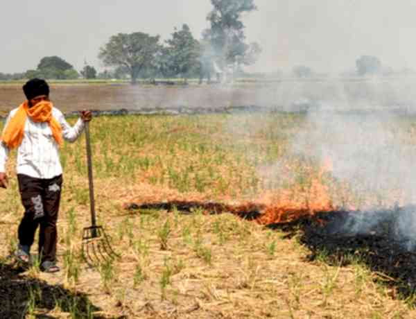 Punjab records 1,007 stubble-burning cases; Tarn Taran tops list with 397 incidents