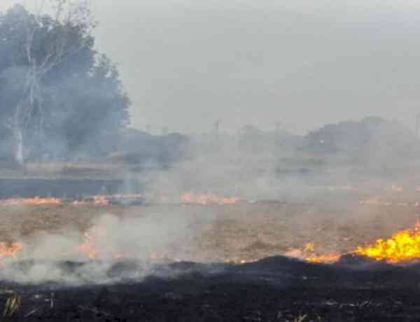 Delhi minister Manjinder Sirsa blames Kejriwal for stubble burning in Punjab