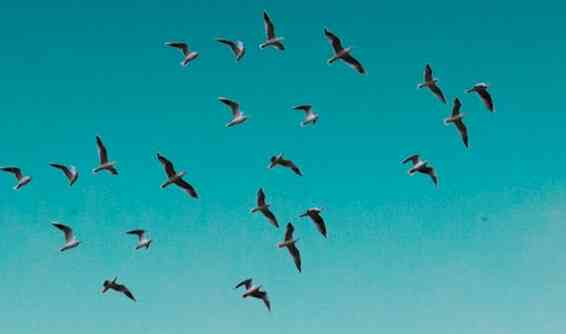 PR24x7 takes initiatives to save birds from extinction