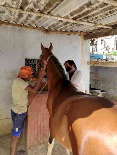 KEEPING EQUIDS HEALTHY: BROOKE INDIA PROVIDES VETERINARY SERVICES DURING THE COVID 19 LOCKDOWN