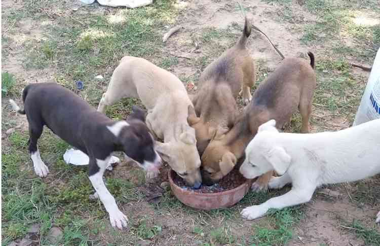 UNSUNG HEROES SERVING VOICELESS CREATURES LIKE DOGS IN CITY BEAUTIFUL