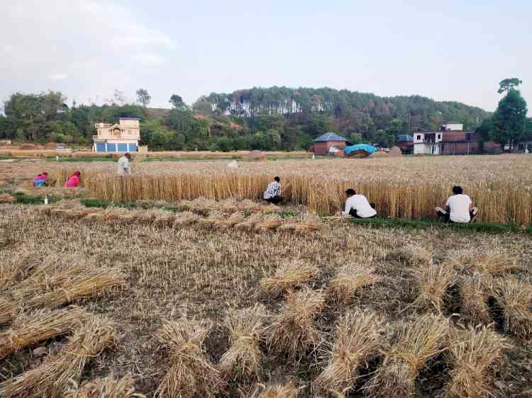 KANGRA DISTRICT ADMINISTRATION PERMITTED FARMERS TO REAP THEIR CROP