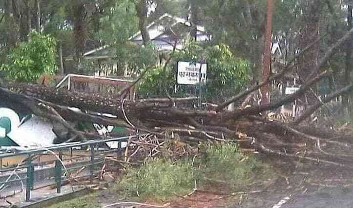 Storm, rain uproot trees, electric poles in and around Dharamshala