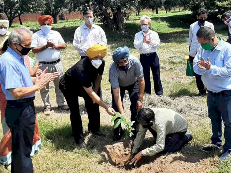 Plantation drive at PU