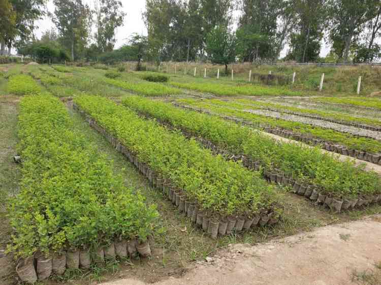 Ahead of monsoon season district administration develops 13 nurseries to boost plantation drive