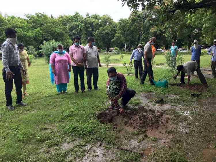 Sanskrit Department observed plantation drive