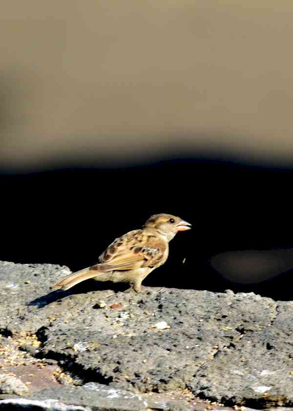A good news for Birders and people who care about sparrows