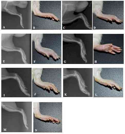 LPU Scientists developed novel drug delivery method to null side effects of arthritis drug