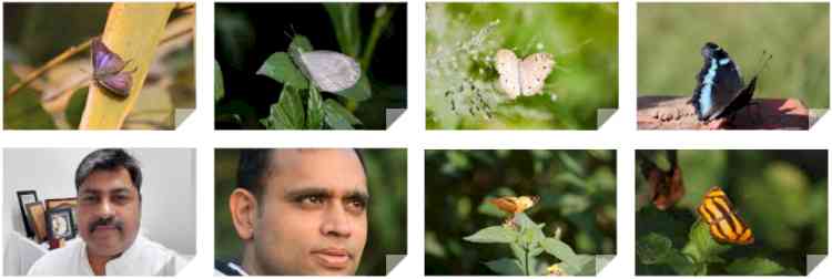 Rare butterflies of Chandigarh clicked by Dr Upendra Goswami