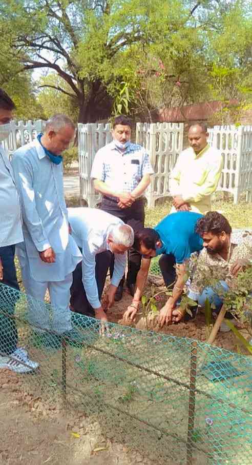 Medicinal saplings planted