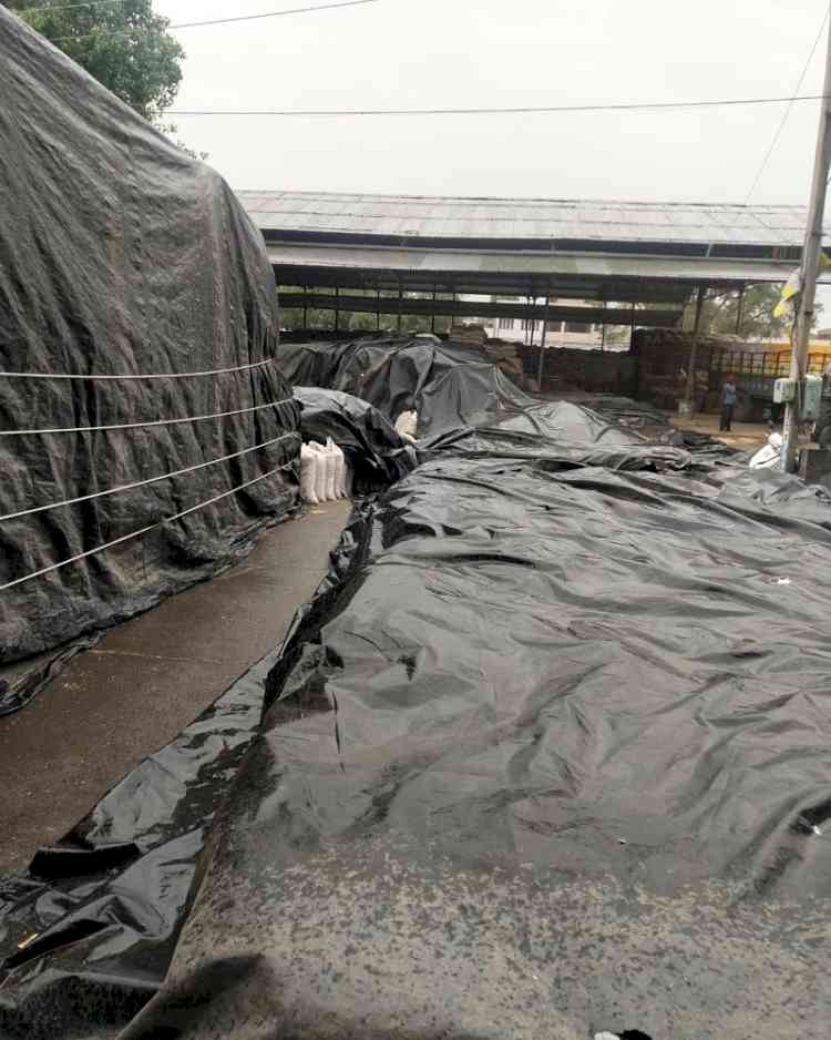 Administration saves 'national treasure' from untimely rains lashed Ludhiana