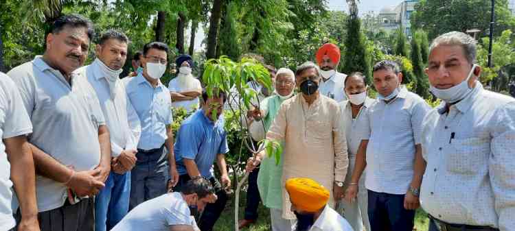 Kalia plants 5 saplings in Company Bagh