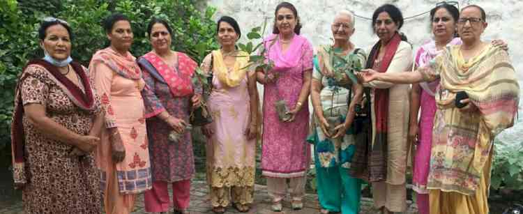 Reena Jaitley plants sapling in Jalandhar City