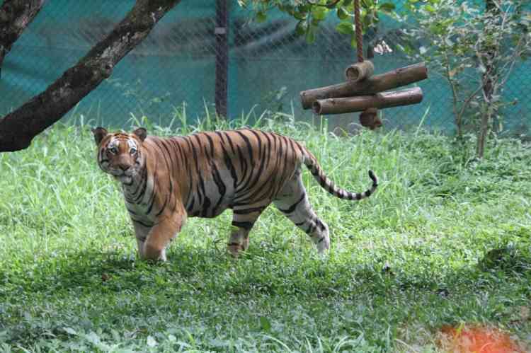 Kanpur tiger finds a new home in Gorakhpur