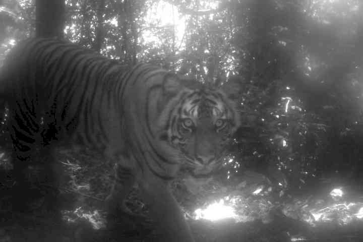Labourer injured in tiger attack in UP