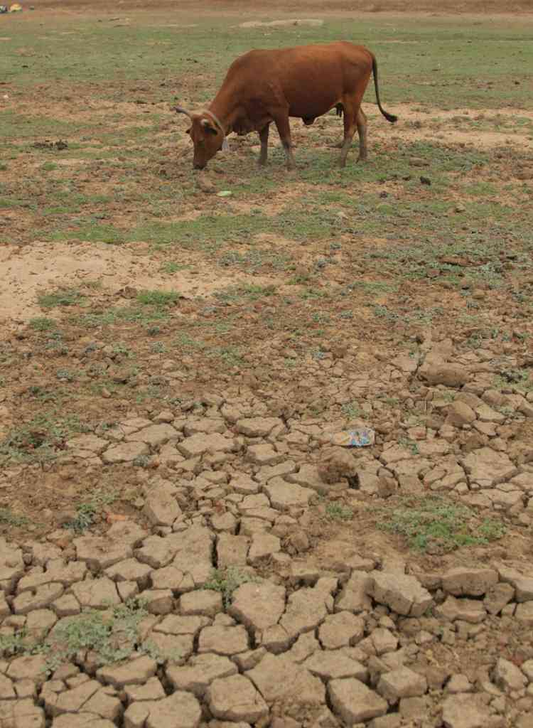 11 out of 36 Maharashtra districts 'highly vulnerable' to climate change