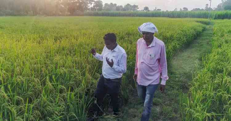 Corteva uses science based sustainable solutions to support rice growers against brown plant-hoppers