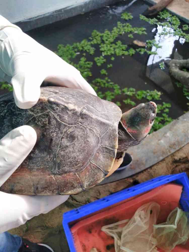 Rare turtles rescued in Pune brought to native habitat in NE