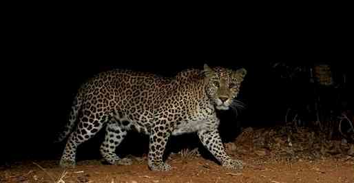 Leopard run over by train in UP district