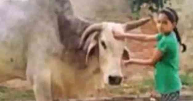 Villagers in UP mourn 'Babuji' the bull