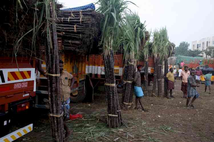 Punjab's sugarcane farmers withdraw stir as CM hikes price