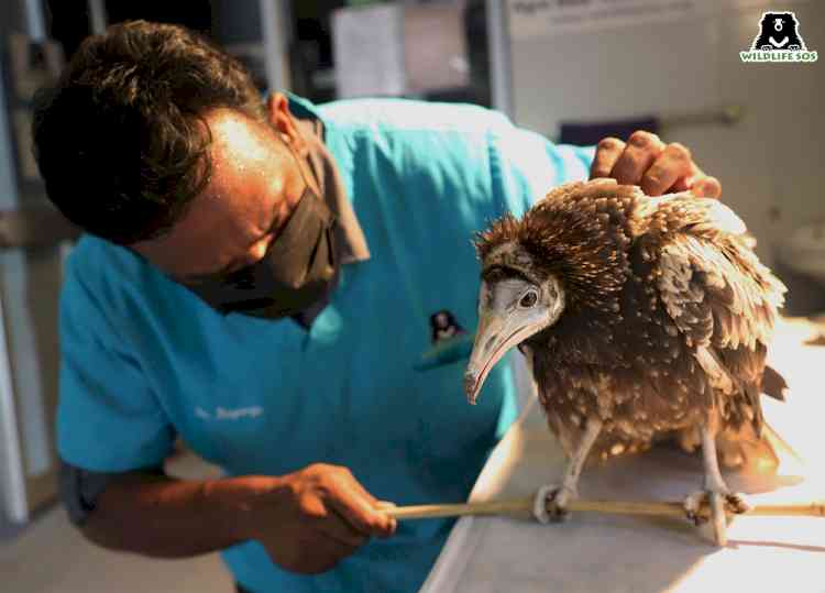 Rare Egyptian vulture rescued by NGO in Agra