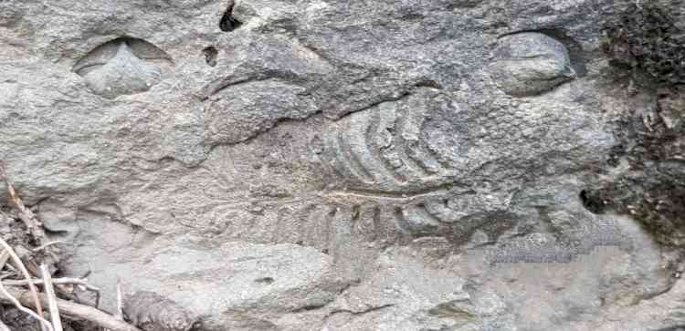 2 Kashmiri teachers claim discovering gigantic fossil site