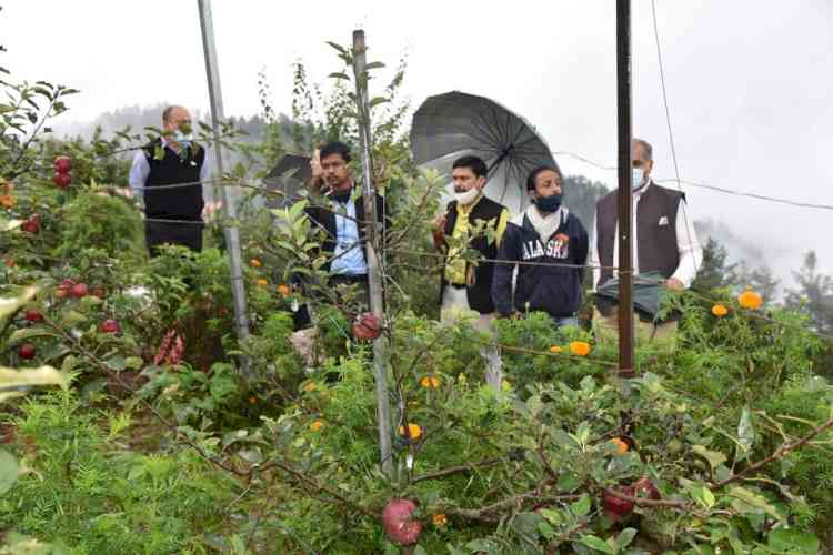 Natural farming revives Shimla's abandoned apple orchard