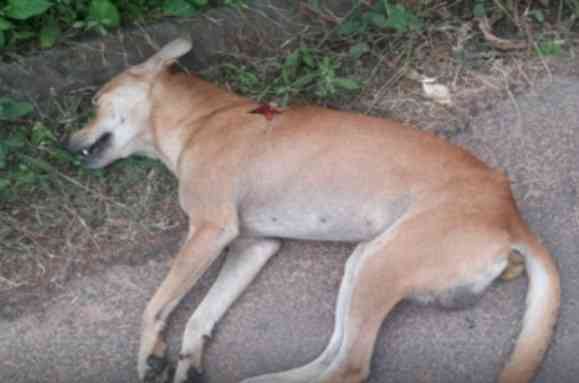 20 dogs found poisoned in UP's Mahoba