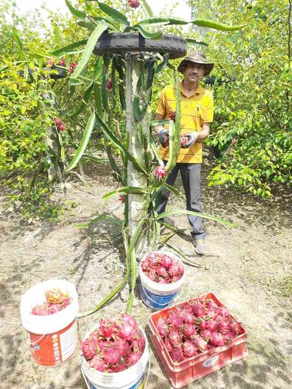 This UP farmer grows it all, from chia seeds to dragon fruits