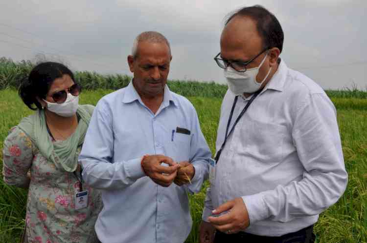 Amity Scientists conduct Rootonic tests on paddy and sugarcane