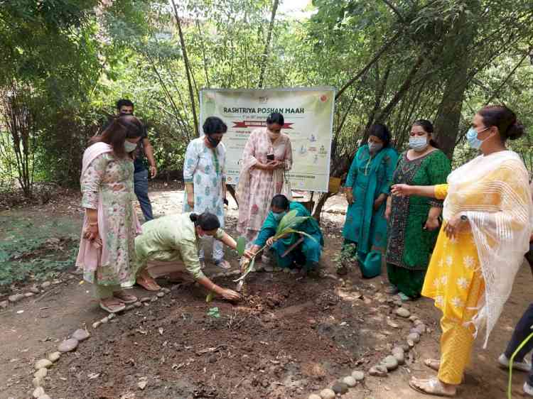 Kitchen herbs planted at Home Science College