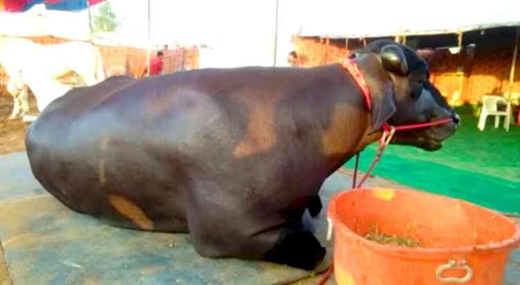 Himachal setting up Murrah buffalo breeding farm