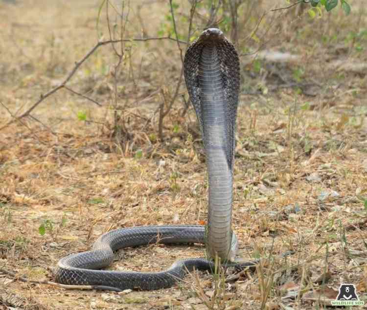 Kerala court convicts man who killed wife using cobra