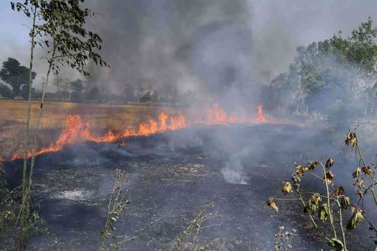 Farm fires in Punjab this year till now less than last year's, but more than 2019
