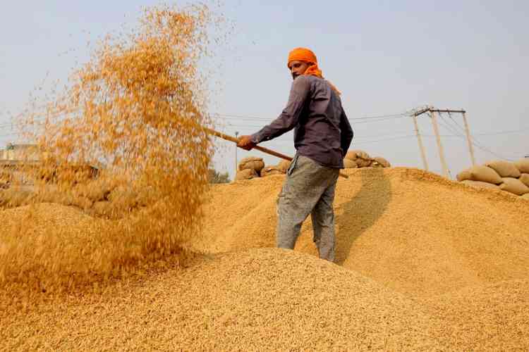 MSP value of Rs 11,099.25 crore paid for paddy: Govt