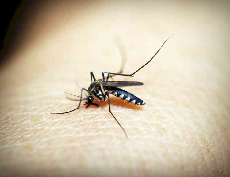 Only 221 dengue patients admitted in hospital, says Delhi govt