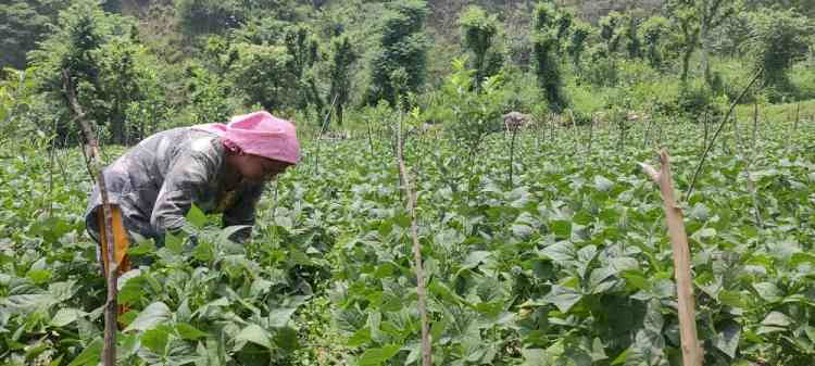 Natural farming in Himachal brings gains, worth emulating