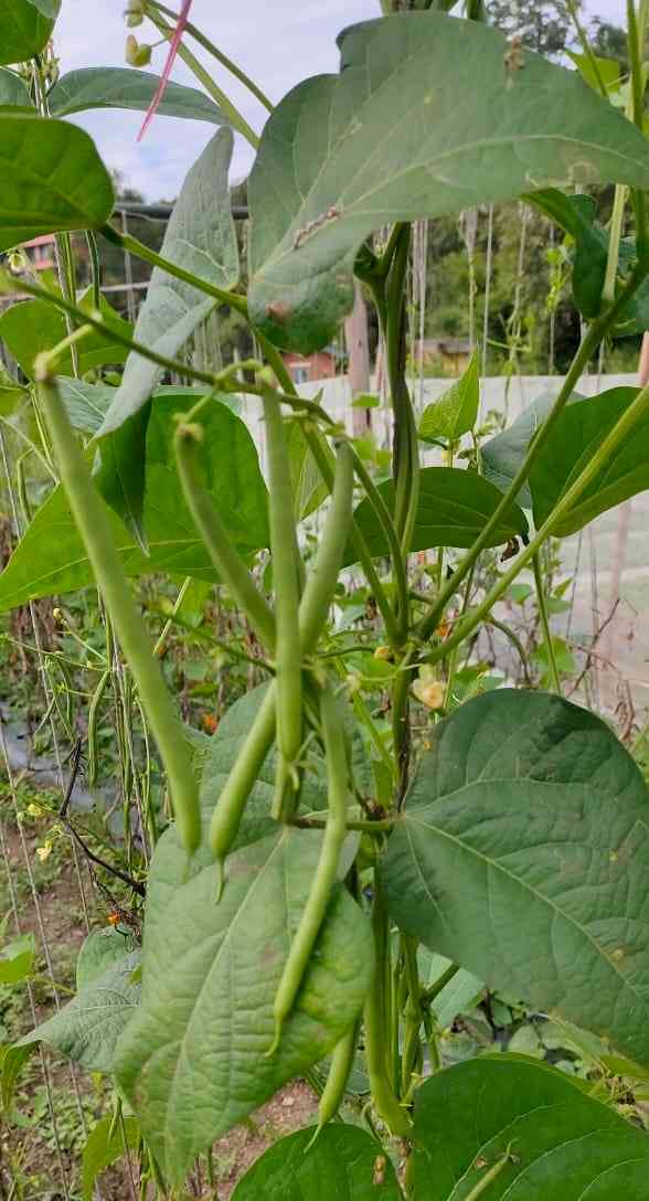 Nauni varsity’s french bean variety gets recognition at national level