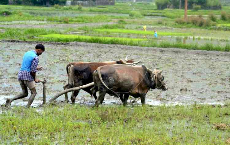 No shortage of DAP fertilisers in Haryana: Minister