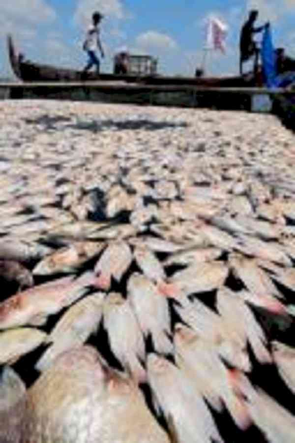Thousands of fish die in Arunachal's Kameng River after water turns black