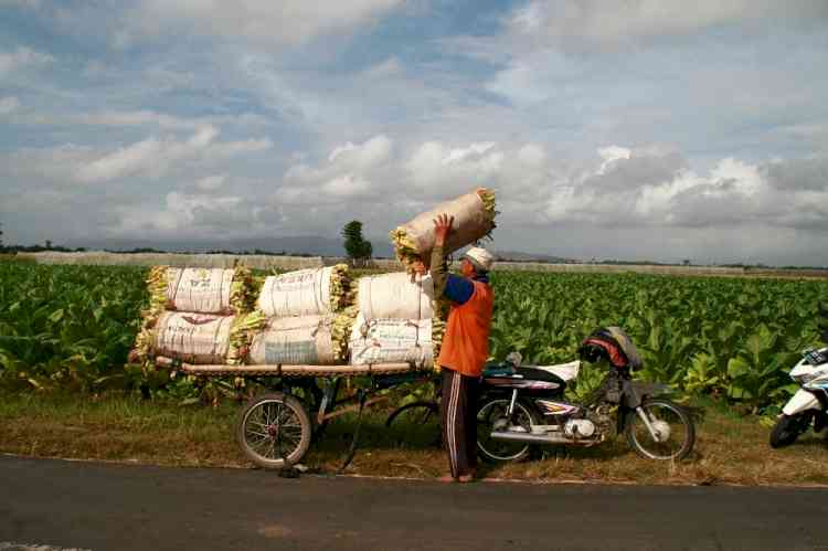 Farmers oppose govt's plan to introduce contract farming in tobacco sector