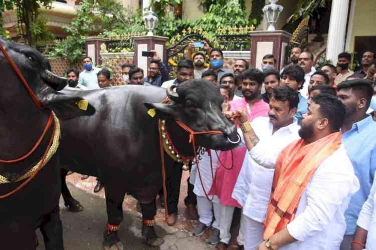 'Baahubali', 'Shahrukh' hog limelight at Hyderabad's buffalo carnival