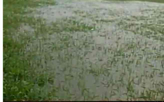 3,500 hectares of crop destroyed in TN due to heavy rains